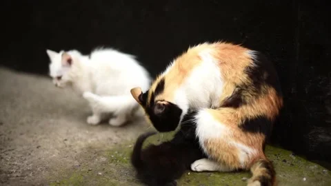 Ginger mother cat pets her newborn kittens outdoors, fluffy cute kittens Stock Footage 223020531
