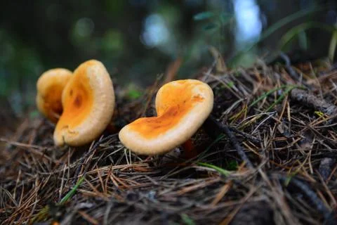 Ginger mushrooms Stock Photos