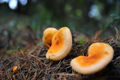 Ginger mushrooms Stock Photos