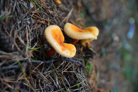 Ginger mushrooms Stockfoto's