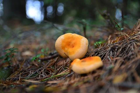 Ginger mushrooms Stockfoto's