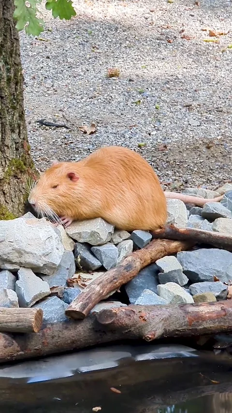 A ginger nutria rests peacefully on stones near water in a park. Cute animal sle Vídeos de archivo 343965743
