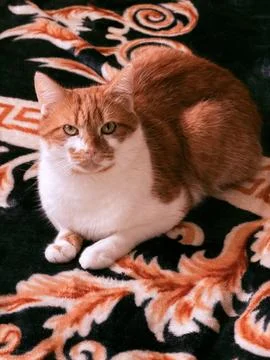 Ginger Observer Stock Photos