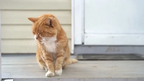 Ginger old cat Stock Footage 145312709