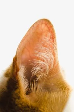 Ginger orange cat ear Stock Photos