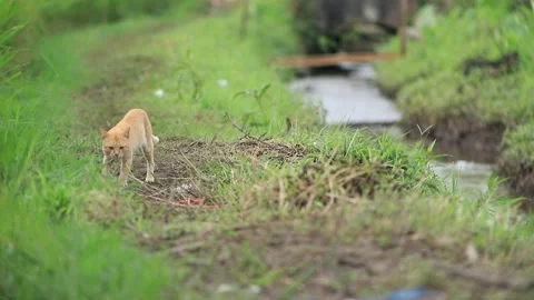 Ginger Orange Domestic Cat Walking on Grassy Dirt Pathway Near Rural Irrigation Stock Footage 346444152