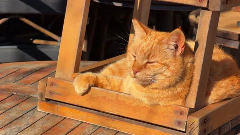 Ginger orange tabby cat resting peacefully 库存影片 335252470