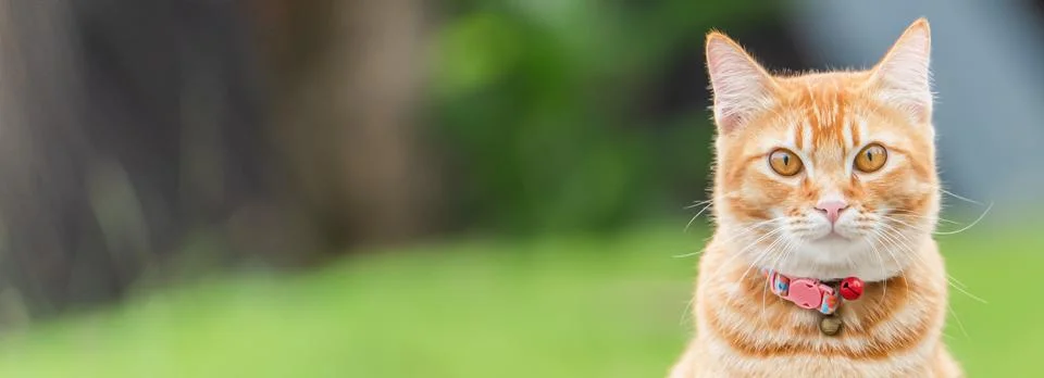 A ginger orange  tabby cat rests outside on grass. Stock Photos