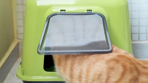A Ginger ornage cat Poops Into The Cat Litter Box Cat's Toilet, Tries To Bury Stock Footage
