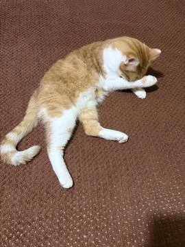 Ginger Pause of Silence Stock Photos