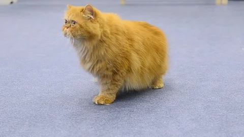 Ginger Persian cat Stock Footage 93779545