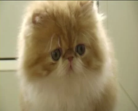 Ginger persian kitten close up Video stock 8956750