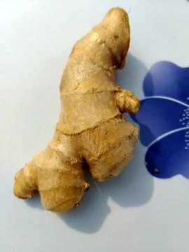 Ginger 스톡 사진