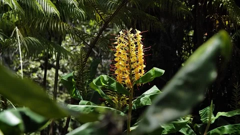 Ginger plant 33 Stock Footage 155494856