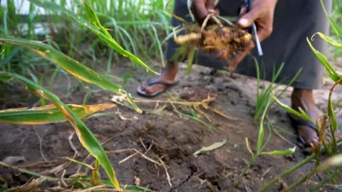 Ginger plant Video stock 184595660