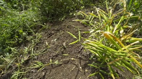Ginger plant growing in the ground - (Zingiber officinale) Stock Footage 138899231
