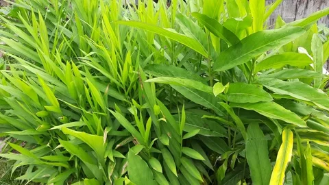The ginger plant has thick leaves Stock Footage 274499233