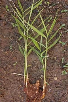 Ginger Plant Stock Photos