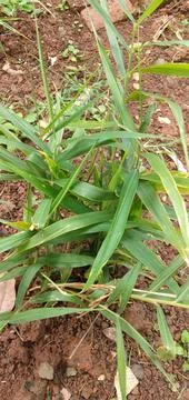 Ginger Plant Foto stock