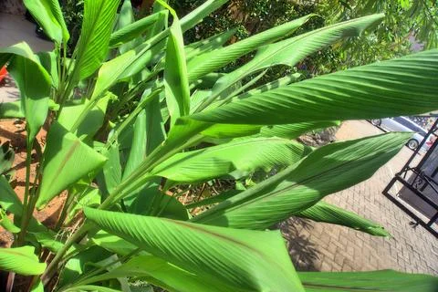 Ginger Plant Stock Photos