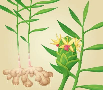 Ginger plant. Vector illustration Stock Illustration