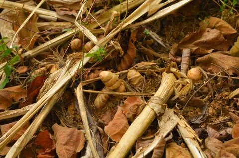 Ginger plantation ready for harvest Stock Photos