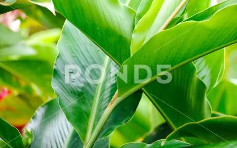 Ginger plants Stock Photos