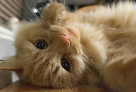Ginger Playful Cat Stock Photos