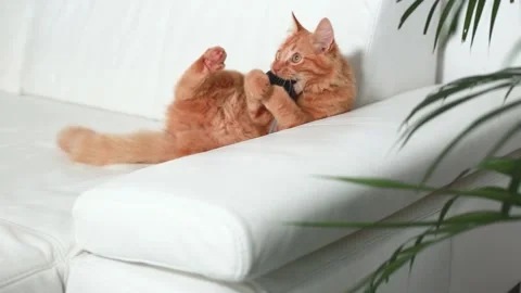 Ginger playful cat is playing with a toy mouse on a white couch. Video stock 214922659