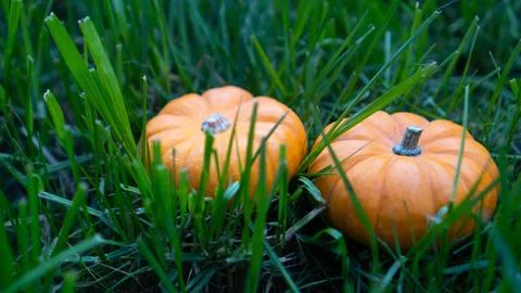 Ginger pumpkin on the grass top view. Orange decorative pumpkin on the green  写真素材