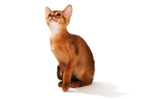 Ginger purebred kitten sits on an isolated white background Stock Photos