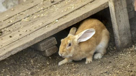 Ginger rabbit in front of the rabbit barn Stock-Fotos