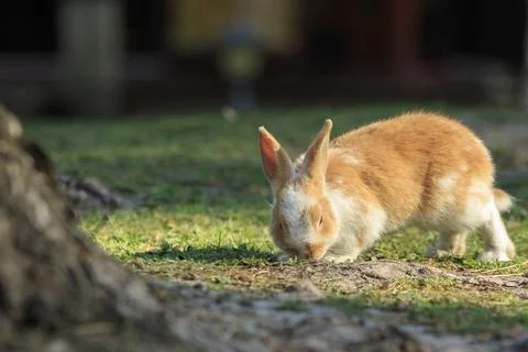 Ginger Rabbit On The Grass Foto stock