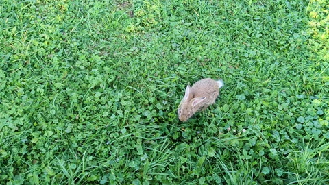 A ginger rabbit is grazing on the green lawn. Stock Footage 317167595
