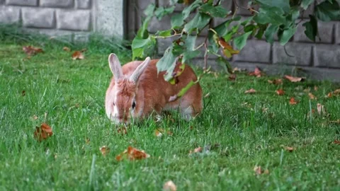 A ginger rabbit sits on the green grass near a brick wall in a garden. Small Stock Footage 343751737