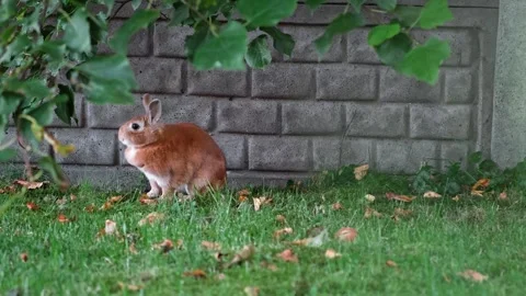 A ginger rabbit sits on the green grass near a brick wall in a garden. Small Stock Footage 343751986