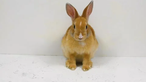 Ginger rabbit sits, sniffs, looks at the camera, on a white background Stock Footage 154882236