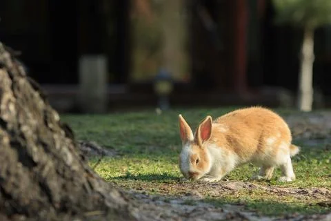 Ginger Rabbit In Sunlight Photos