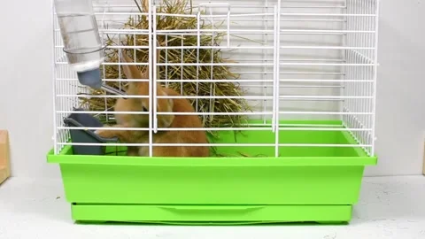The ginger rabbit is washed in a cage. The concept of keeping pets in a cage. Stock Footage 154159367