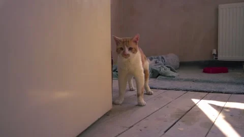 Ginger red and white pet cat stands in doorway Stock Footage 347219909