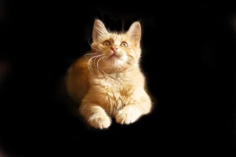 Ginger red cat on black background isolated Stock Photos