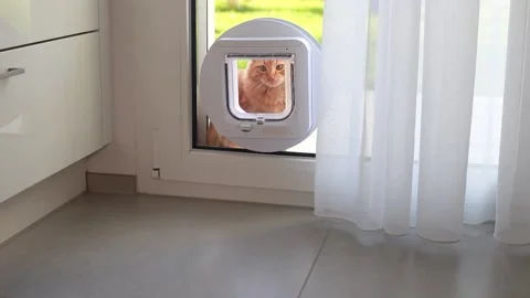 Ginger red cat goes home using cat microchip cats flap Video stock 217929672