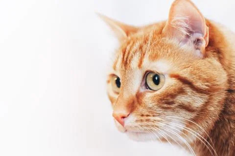 Ginger Red Cat Stock Photos