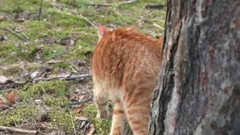 Ginger red cat with a red scarf walks in the forest Stock Footage 159758165