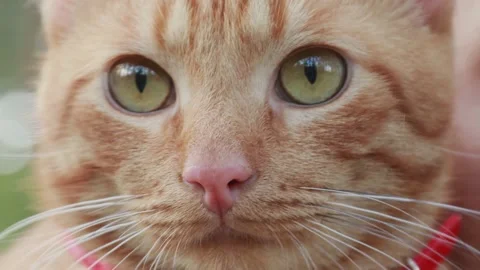 Ginger red cat with a red scarf walks in the forest Stock Footage 159758196