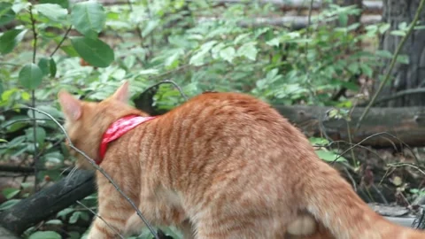 Ginger red cat with a red scarf walks in the forest Stock Footage 159758244