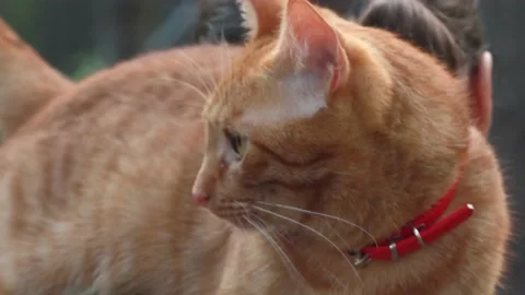 Ginger red cat with a red scarf walks in the forest Stock Footage 159758279