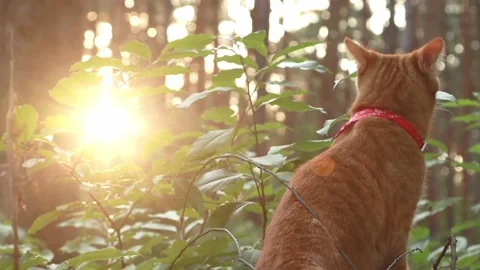Ginger red cat with a red scarf walks in the forest Stock Footage 159758318