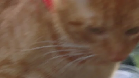 Ginger red cat with a red scarf walks in the forest Stock Footage 159758338