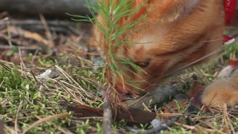 Ginger red cat with a red scarf walks in the forest Stock Footage 159758357